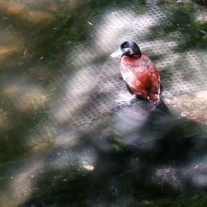 Meet your Posher, Christian